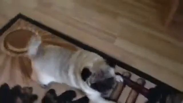 Собака хрюкает! смотреть онлайн