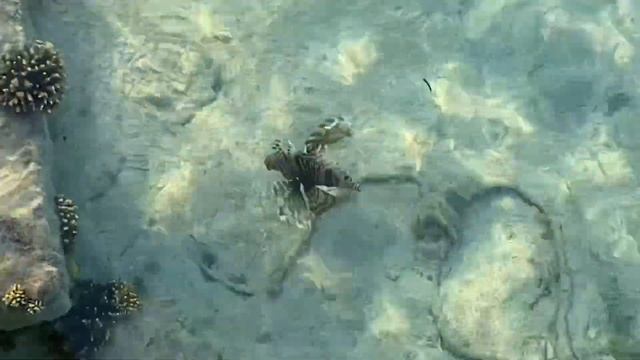 Красное Море - Крылатка , Мурена , Морской ёж !!! Шарм Эль Шейх !!! смотреть онлайн