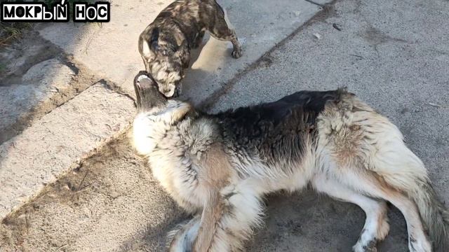 Если у тебя больше одной собаки эти советы помогут достичь мира в доме. смотреть онлайн