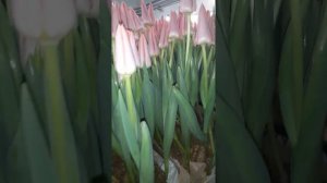 Тюльпана сорт Непер Neper