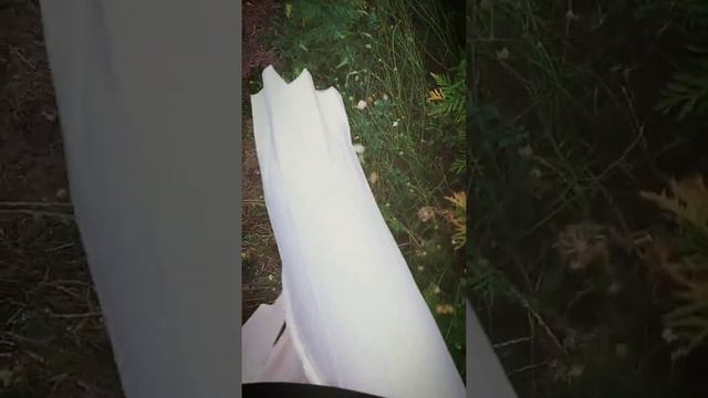 волшебство в лесу под стихи неизвестного автора смотреть онлайн