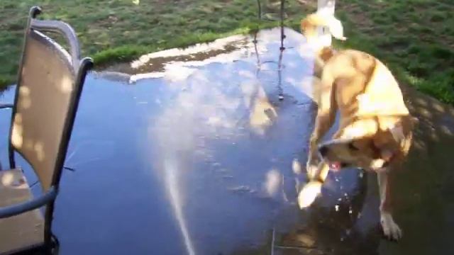 I'm Gonna Get You Sucka!