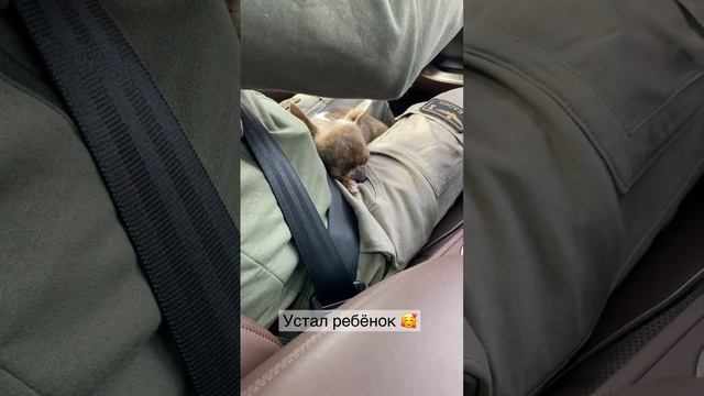 Бедный…#чихуахуа #собака #юмор #chihuahua #dog #cобаки #cane #dogvideo #치와와 #チワワ #犬 #狗 смотреть онлайн