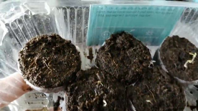 ,, Дела посевные