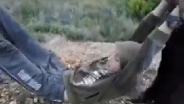 Суслик Летяга смотреть онлайн