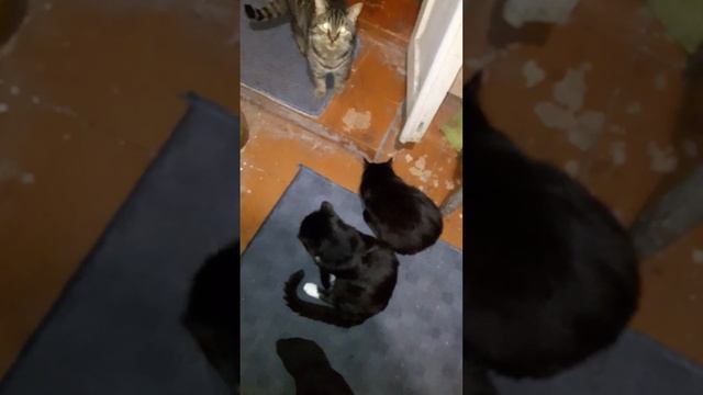 СВЕЖАЯ РЫБА!