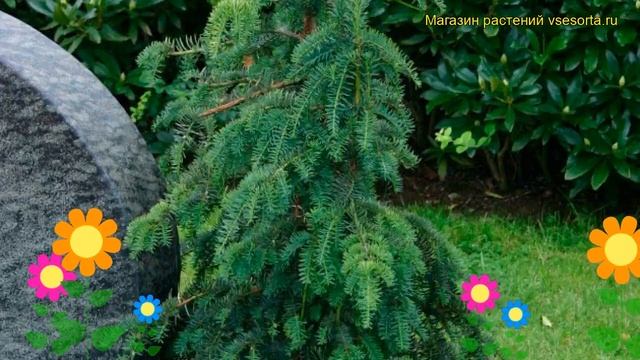Тис ягодный Довастоньяна. Краткий обзор, описание характеристик taxus baccata Dovastoniana смотреть онлайн