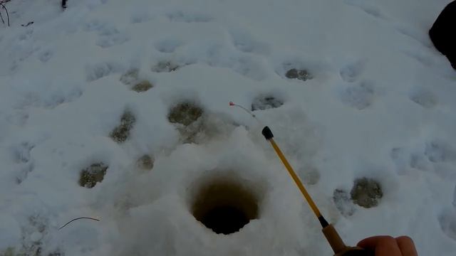 Приучаю СОБАКУ к выездам на рыбалку. смотреть онлайн
