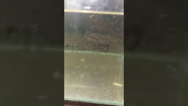 кормление малька гурами смотреть онлайн