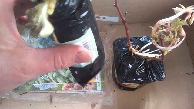 Малина Розалин смотреть онлайн