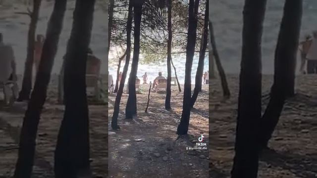 Реликтовые сосны. Абхазия. Лидзава смотреть онлайн