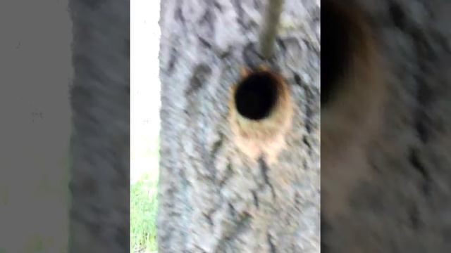 Птенцы в дупле. смотреть онлайн