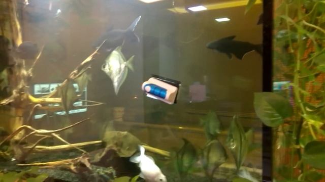 Чистка аквариума с помощью модернизированного магнитного скребка (life hack) смотреть онлайн