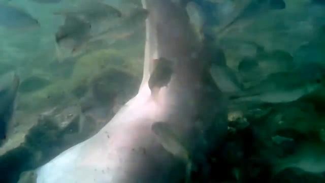 Педикюр рыбками 20140729 172028 смотреть онлайн