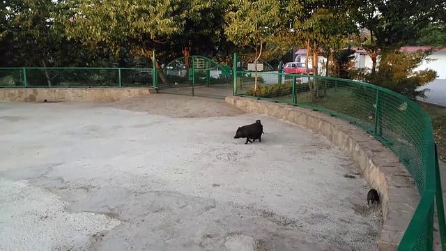 Тайган, детский зоопарк, минипиг. смотреть онлайн