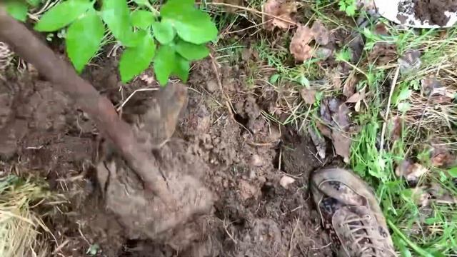 Металлокоп прямо в городе.Езжу с места на место.Железа полно и без металлоискателя.Коп чермета. смотреть онлайн