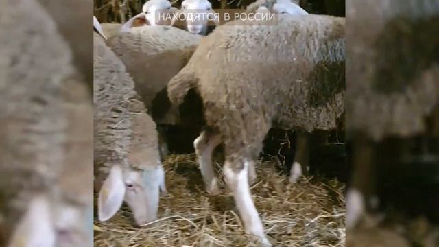 Ярки Мериноландшаф! Мясошерстная порода овец! Разведение племенных овец! Порода Мериноланд смотреть онлайн