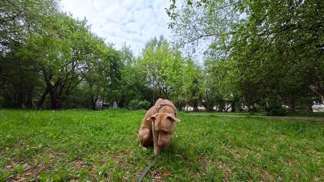 Питбуль? прогулка в парке, Вега Питбуль—Лишна Отведала мороженку✨⭐️? смотреть онлайн