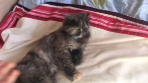 ШОК!!! Кошка сломала лапу?! Ездили в вет. клинику!!!!!!!!!!!