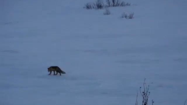 Оборзевший лис Ямала смотреть онлайн