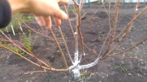 Обрезка персика весной.