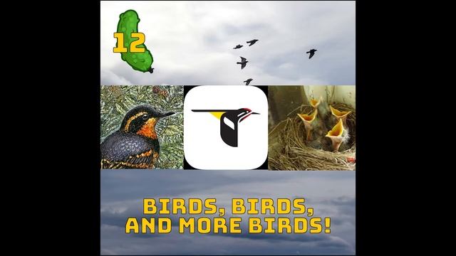 Birds, Birds, and More Birds! | Chatz In A Pickle 12 смотреть онлайн