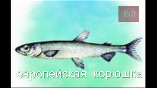 КРАСНАЯ КНИГА БЕЛАРУСИ. РЫБЫ смотреть онлайн