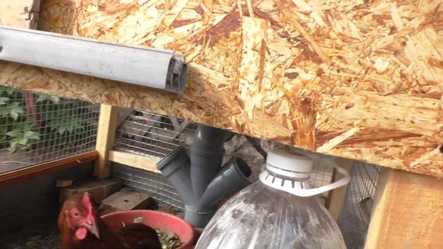 Курятник на даче. Летний курятник в огороде.