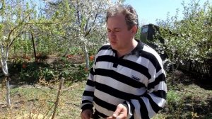 На каком расстоянии садить голубику?