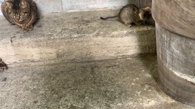 Super Hyperactive Kittens смотреть онлайн