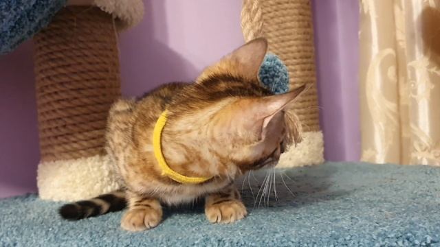 КЕННИ БЕНГАЛ ШАРМ