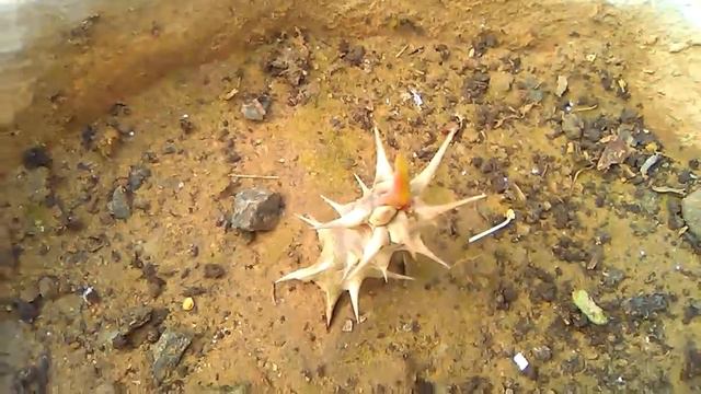 93 Update Euphorbia milli plant cutting grow ,care & tips смотреть онлайн