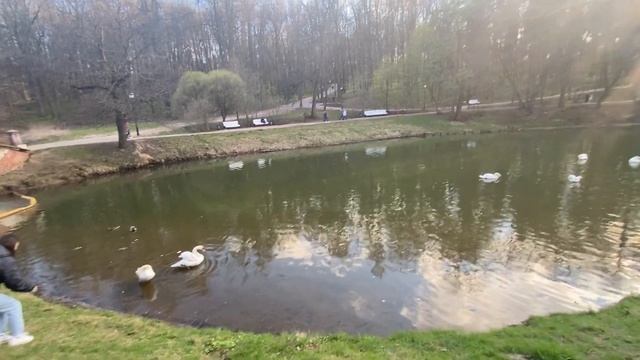 Парк Царицыно 2021/Лебеди в пейзажном парке/Не ВСЕ ЗНАЮТ об этом месте смотреть онлайн