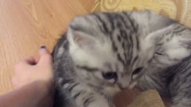 Cats Vlog/ Кошачий Влог смотреть онлайн