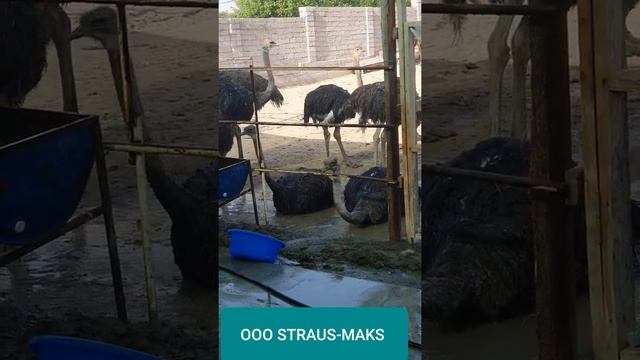 Страусы птенцы любят ванны смотреть онлайн