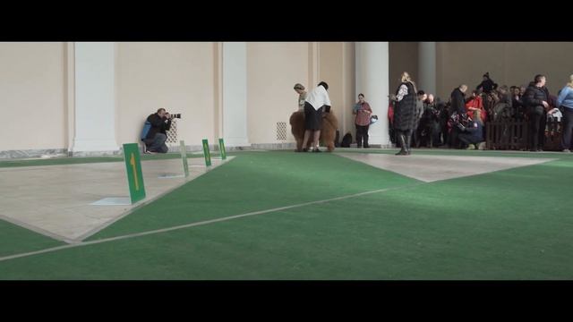 Выставка собак. Часть 1. Тибетские мастифы. Киев, февраль 2020. TibetanMastiff. Dog Show смотреть онлайн