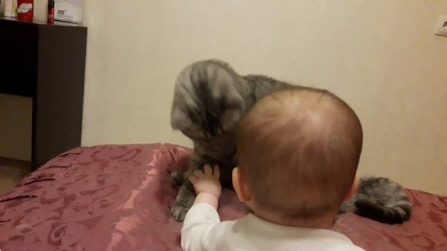 Кошка и ребенок. Cat and baby. смотреть онлайн