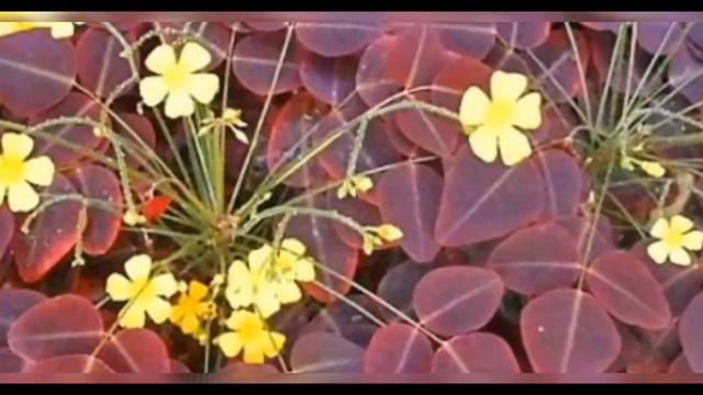 Кислица . смотреть онлайн