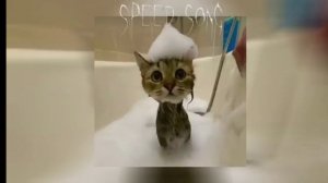 популярные песни из тт