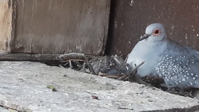 У пары бриллиантовых горлиц появились птенцы.10.06.2022 смотреть онлайн