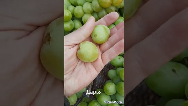 Виноградное воспоминание 2022г... смотреть онлайн