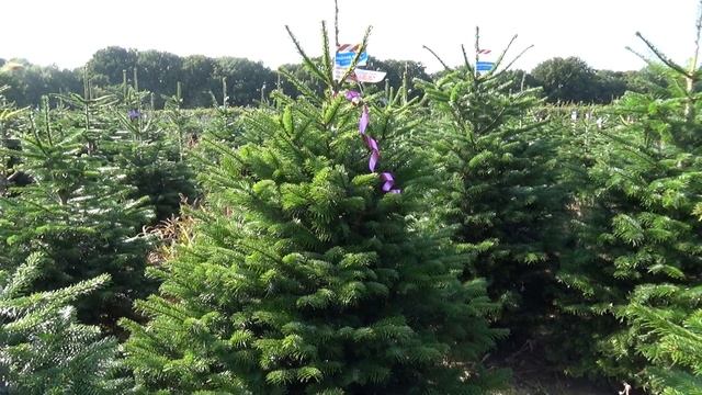 Пихта Нордмана в кадке 22029 смотреть онлайн