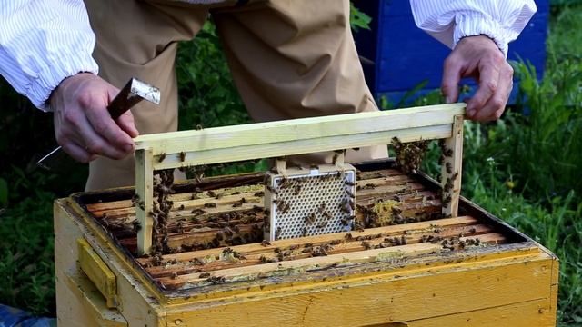 Вывод маток Buckfast F1 Central Anatolica смотреть онлайн