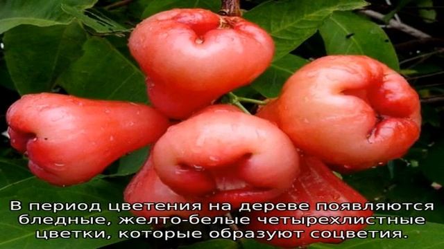 Сорт яблок Белая роза смотреть онлайн