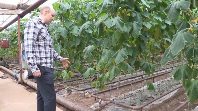 Отопление в теплице. Устройство отопительных труб смотреть онлайн