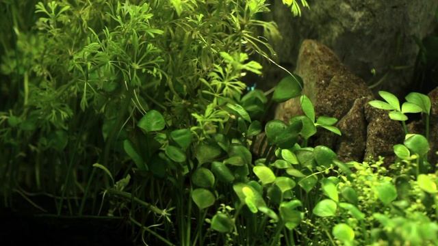 27L OptiWhite By Aquaworld Aquariums