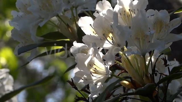 White Flowers - Azalea - Rhododendron - 06 смотреть онлайн