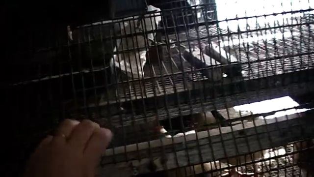 Клетка для цыплят трех ярусная , подробно. смотреть онлайн