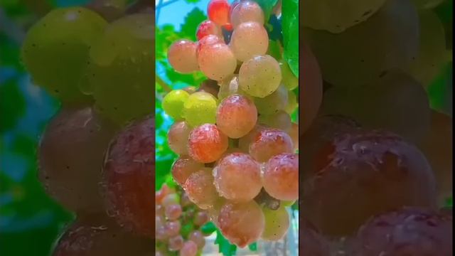 Magic Grapes Fruit Split #shortvideo #shorts #shortvideoyoutube #funplay #grapes