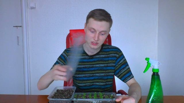 Уход за всходами ЗЕМЛЯНИКИ и пикировка рассады | Выращивание земляники (клубники) из семян смотреть онлайн